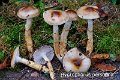 Hygrophorus glutinifer-amf949